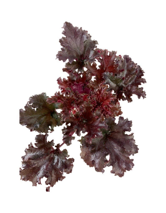 Heuchera 'Black Taffeta' - The Garden Corner