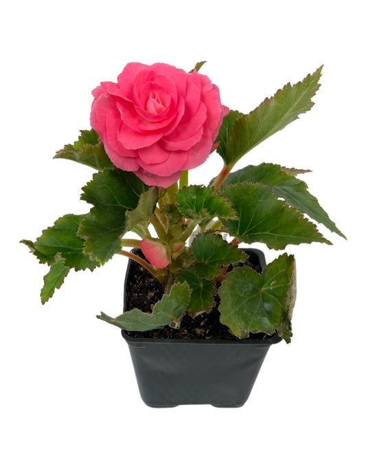 Begonia 'Nonstop Pink'