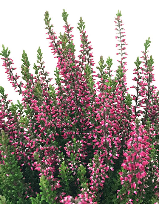 Calluna vulgaris 'Selly' - 4 inch