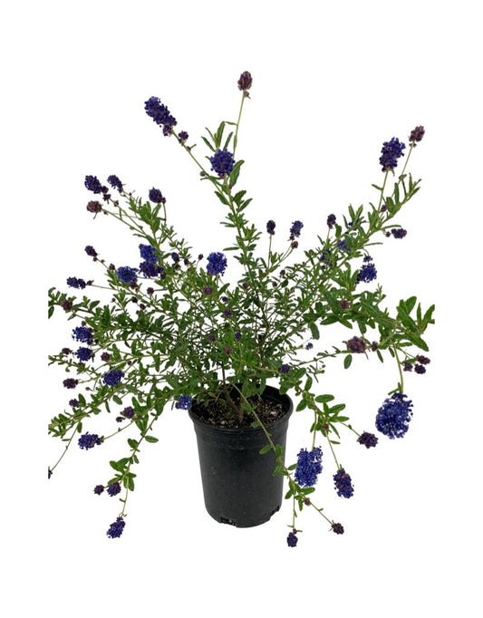 Ceanothus 'Concha' 1 Gallon