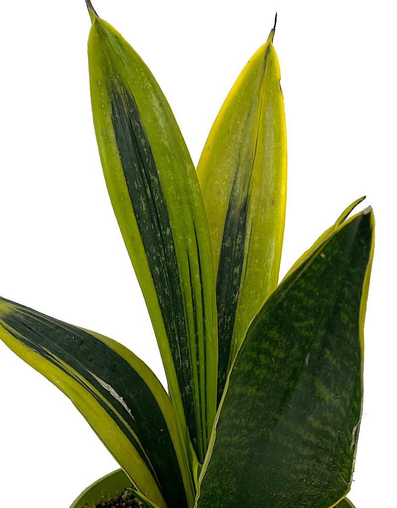 sansevieria trifasciata diamond flame Sansevieria trifasciata 'Gold Flame' – The Garden Corner
