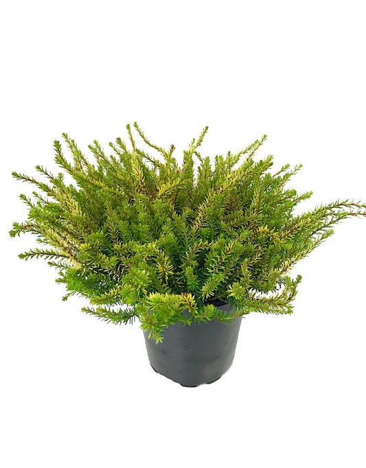 Erica x darleyensis 'EvaGold' - Quart - The Garden Corner