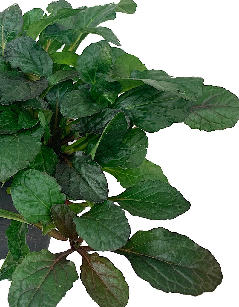 Ajuga reptans 'Bronze Beauty' 4 Inch