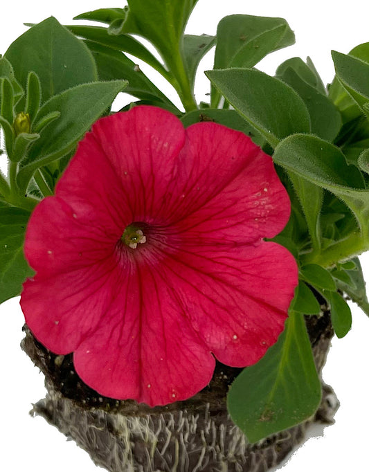 Petunia 'ColorRush Watermelon Red'