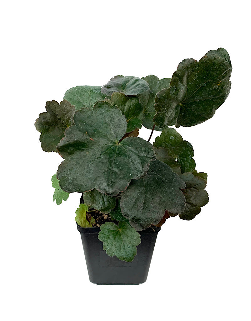 Heuchera 'Carnival Black Olive'