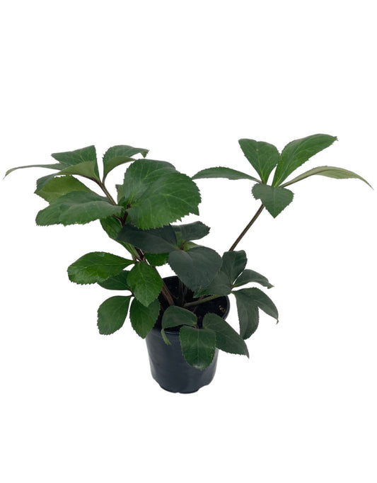 Helleborus Ice N Roses® 'White' - The Garden Corner