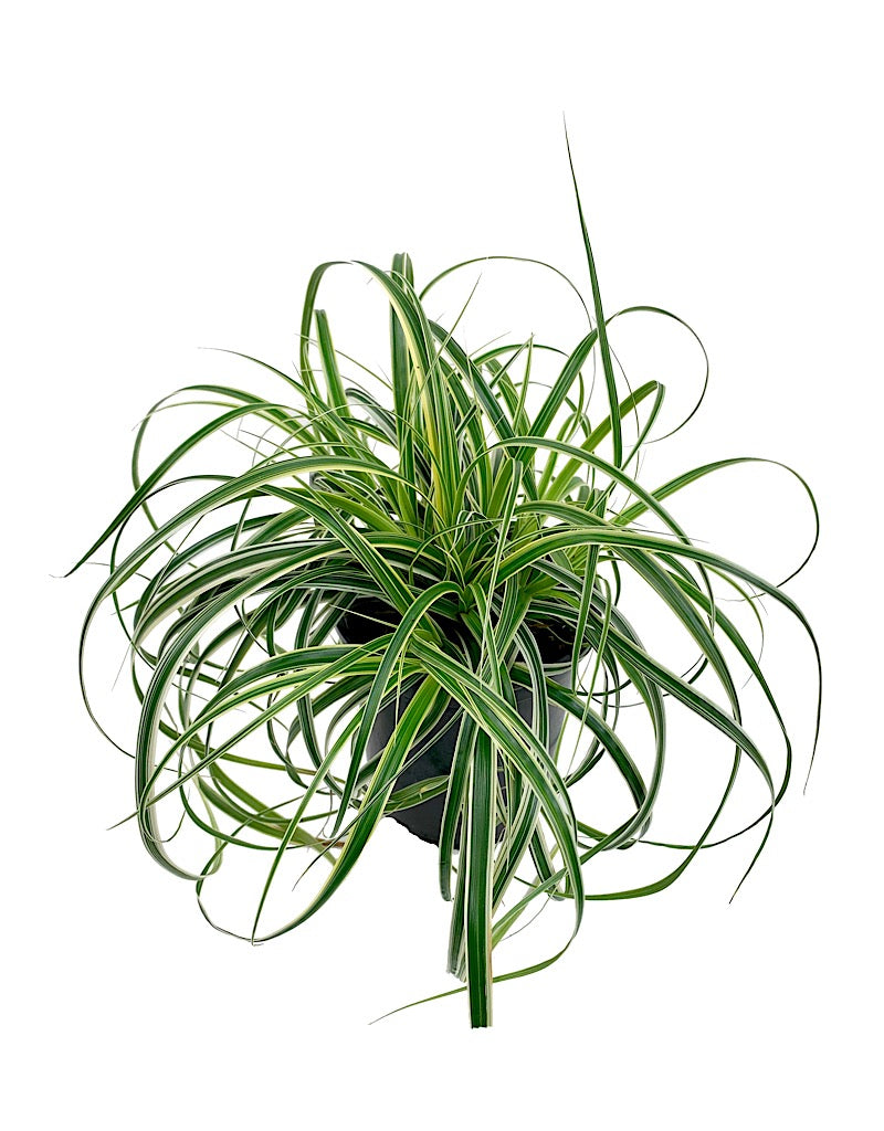 Carex oshimensis 'Feather Falls'