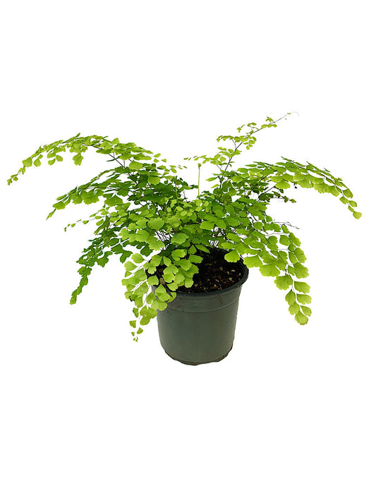 Adiantum raddianum 'Fragrantissimum'
