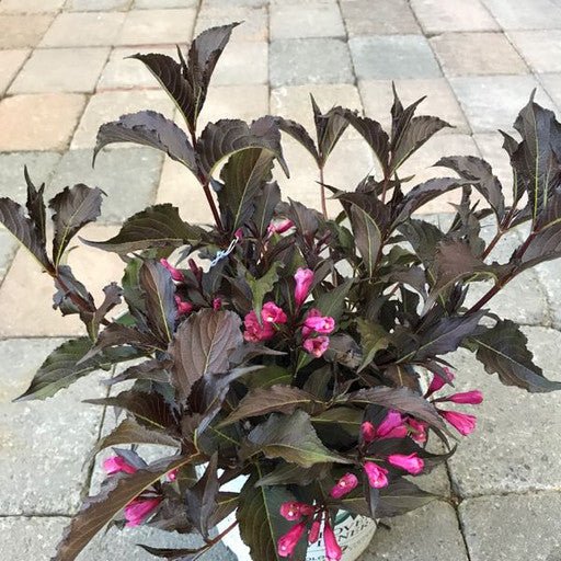 Weigela 'Spilled Wine' - 8 inch - The Garden Corner