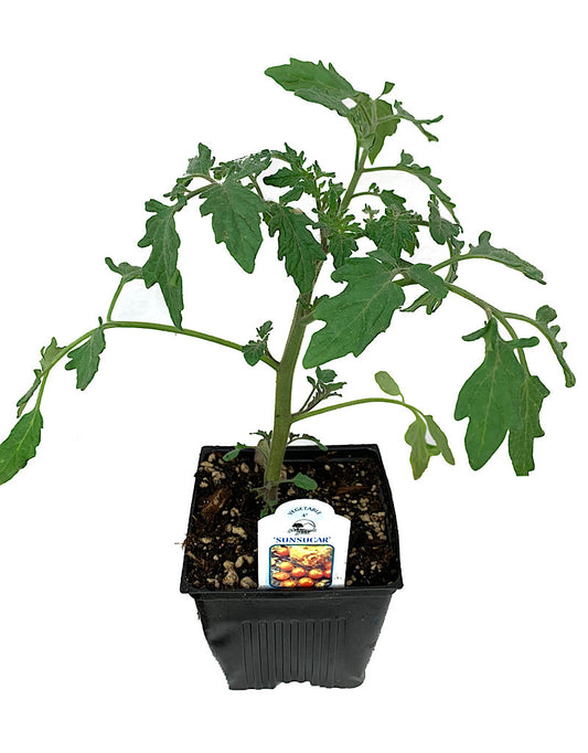 Tomato 'Sun Sugar'