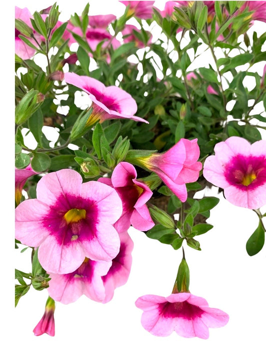 Calibrachoa 'Aloha Kona Tiki Soft Pink'