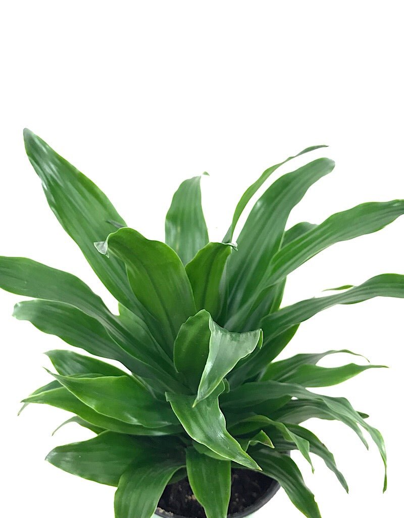 Dracaena 'JC Compacta' – The Garden Corner