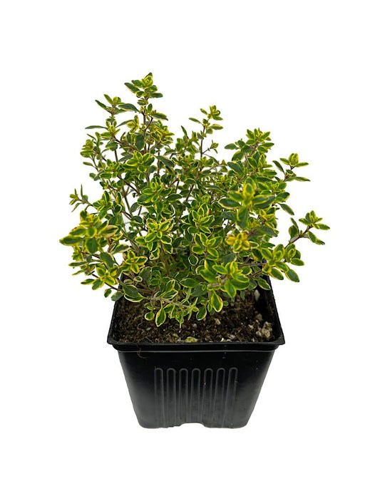 Thymus x citriodorus (Lemon Thyme) - The Garden Corner