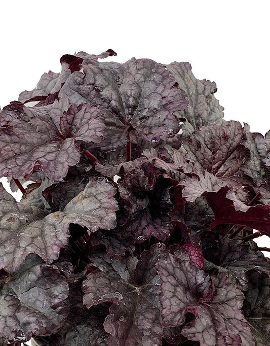 Heuchera 'Plum Pudding' 1 Gallon - The Garden Corner