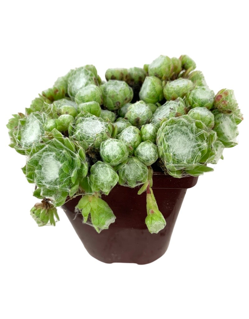 Sempervivum arachnoideum 'Large Form'