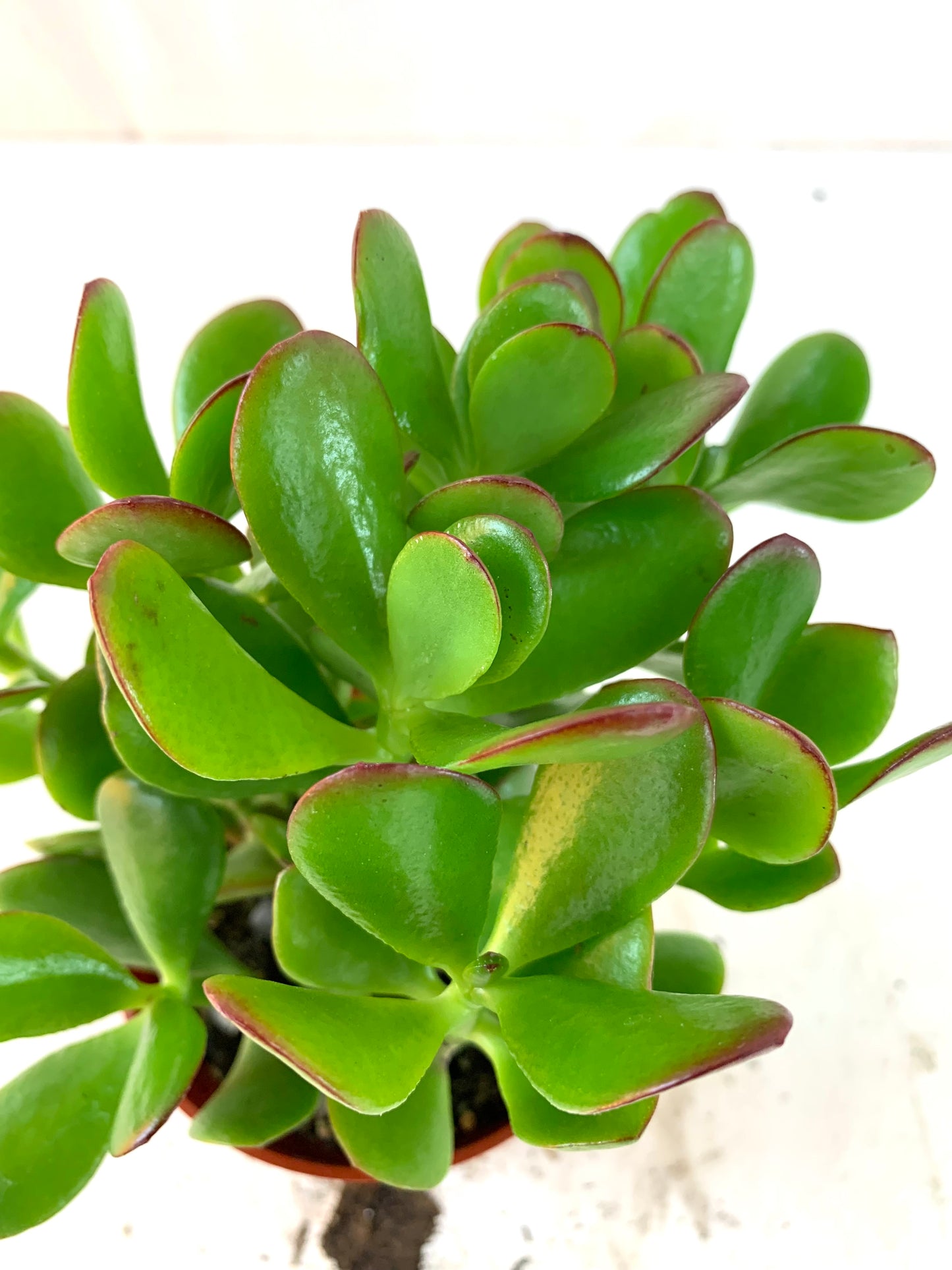 Crassula ovata