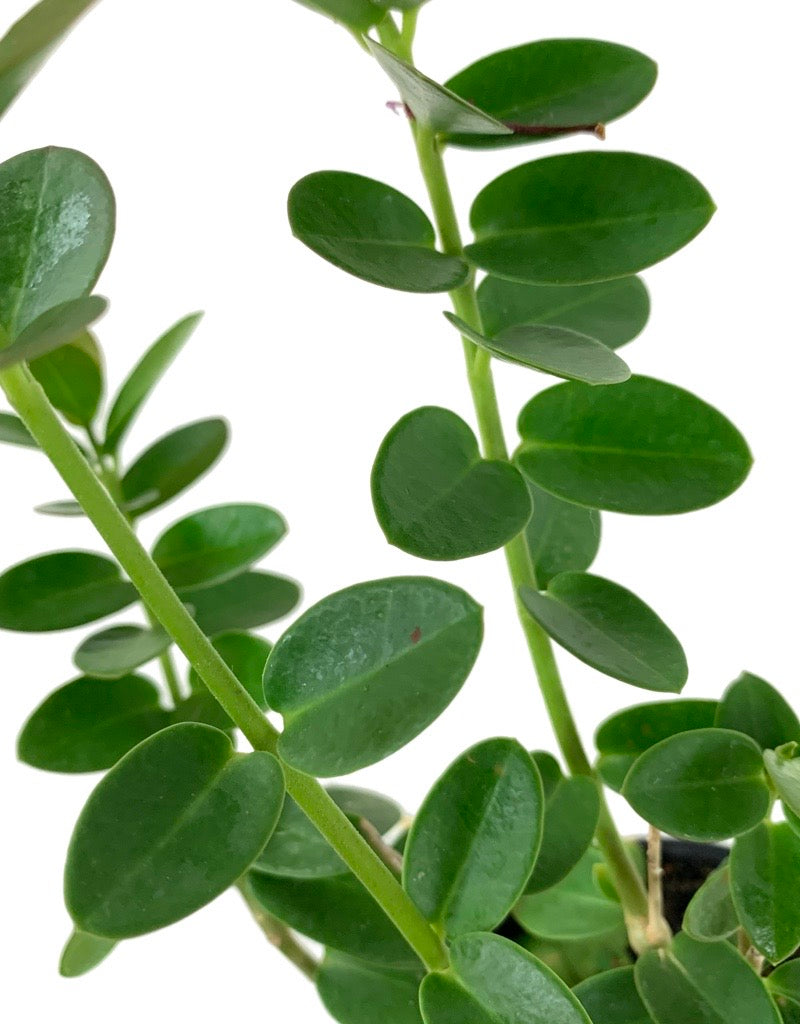 Hoya cumingiana