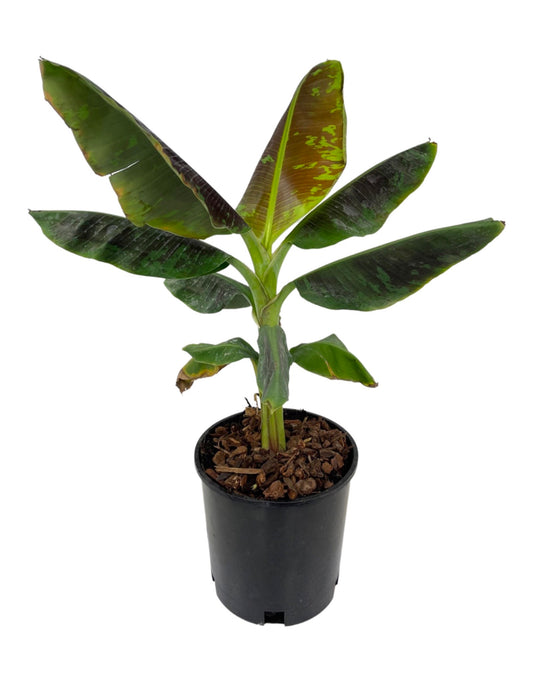 Musa acuminata 'Dwarf Cavendish' 2 Gallon - The Garden Corner