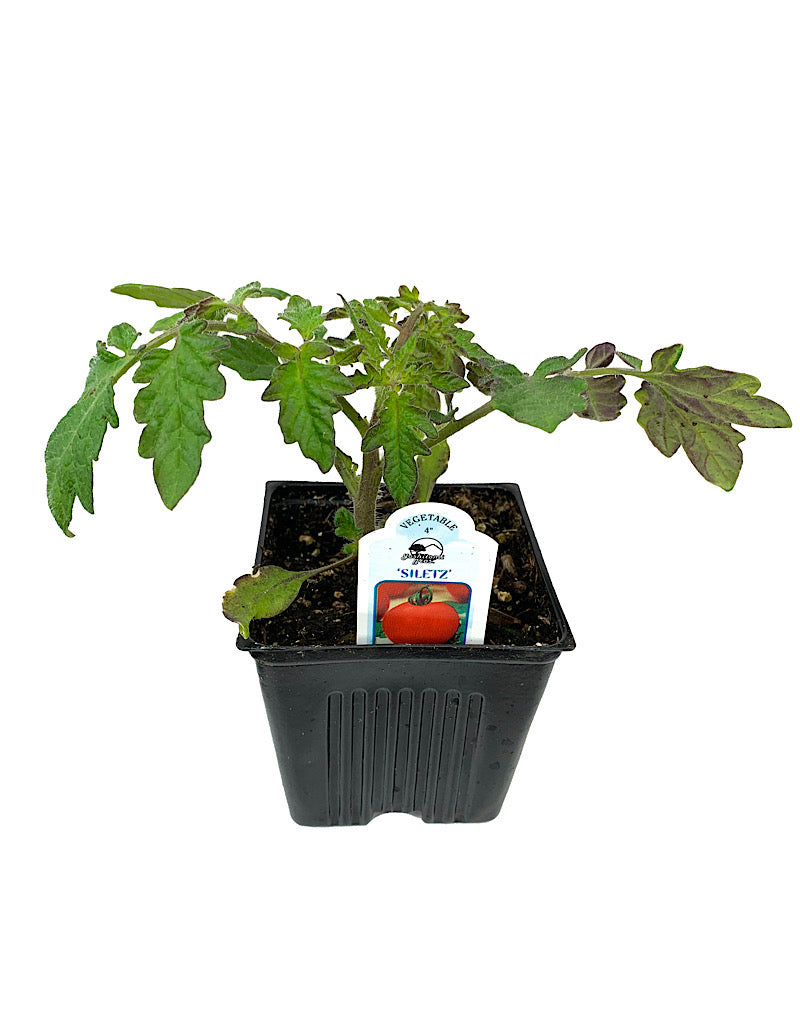Tomato 'Siletz'