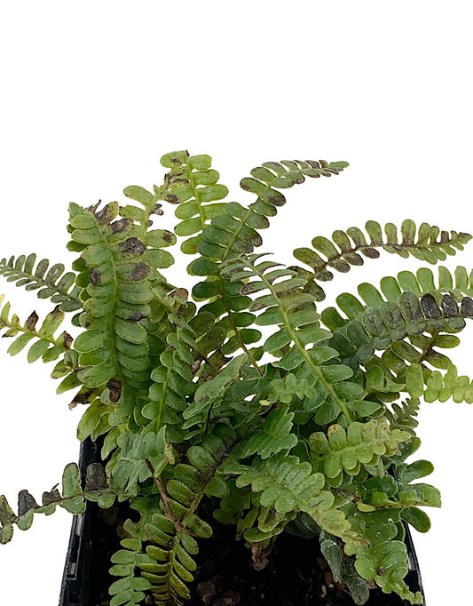 Blechnum penna-marina  4 inch
