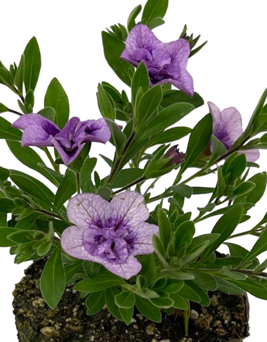 Calibrachoa 'Superbells Double Twilight' 4 Inch