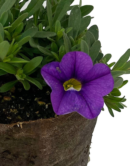 Calibrachoa 'Cabaret Lavender Improved'