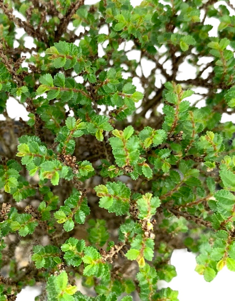 Ulmus parvifolia 'Hokkaido' 8 Inch Ceramic