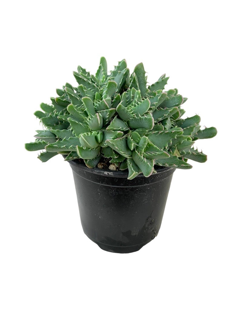 Faucaria tigrina Quart