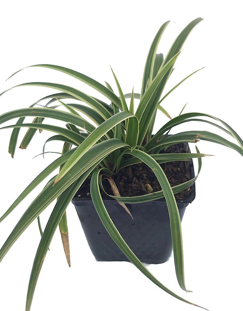 Carex morrowii 'Ice Dance' - Perennials