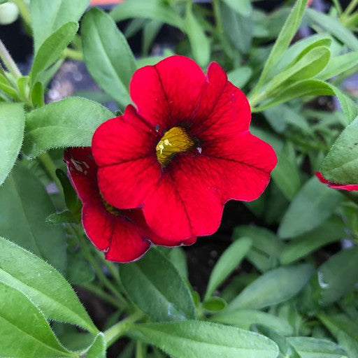 Calibrachoa 'Minifamous Vampire'