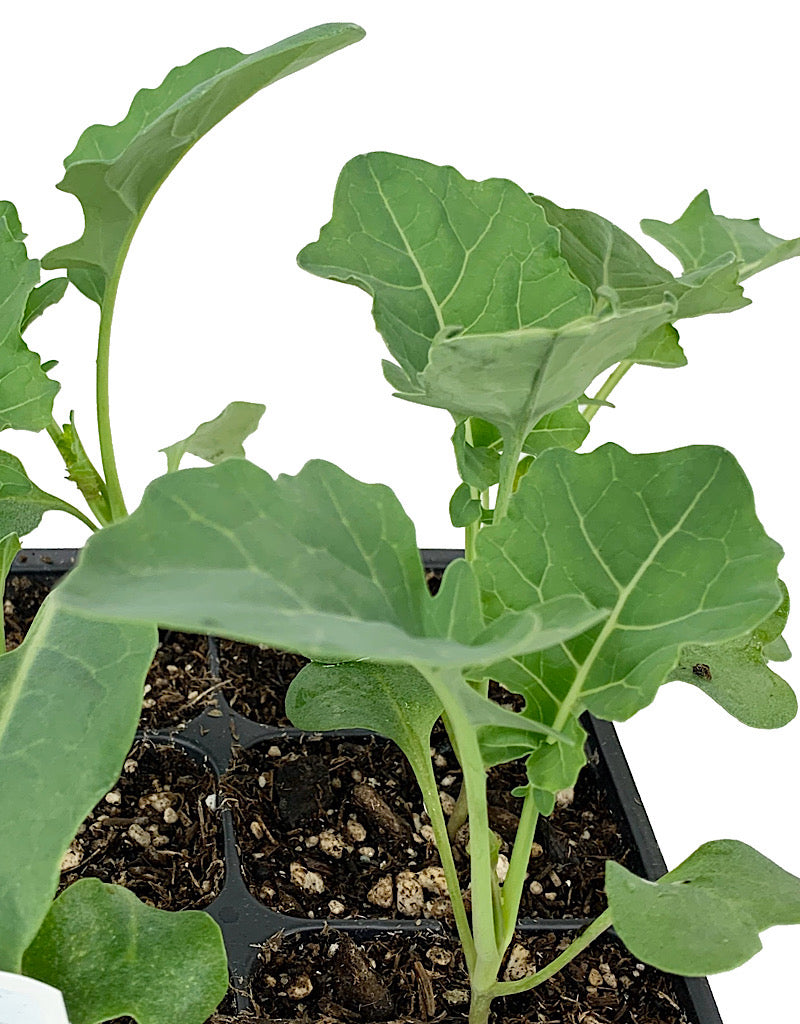 Broccoli 'Spring Blend'  Traypack