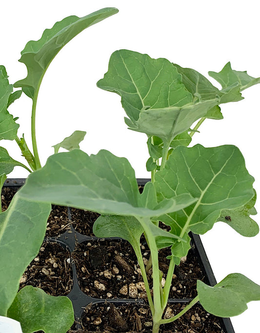 Broccoli 'Spring Blend'  Traypack