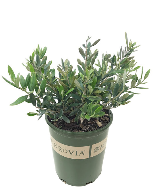 Olea europaea 'Montra'  1 gal