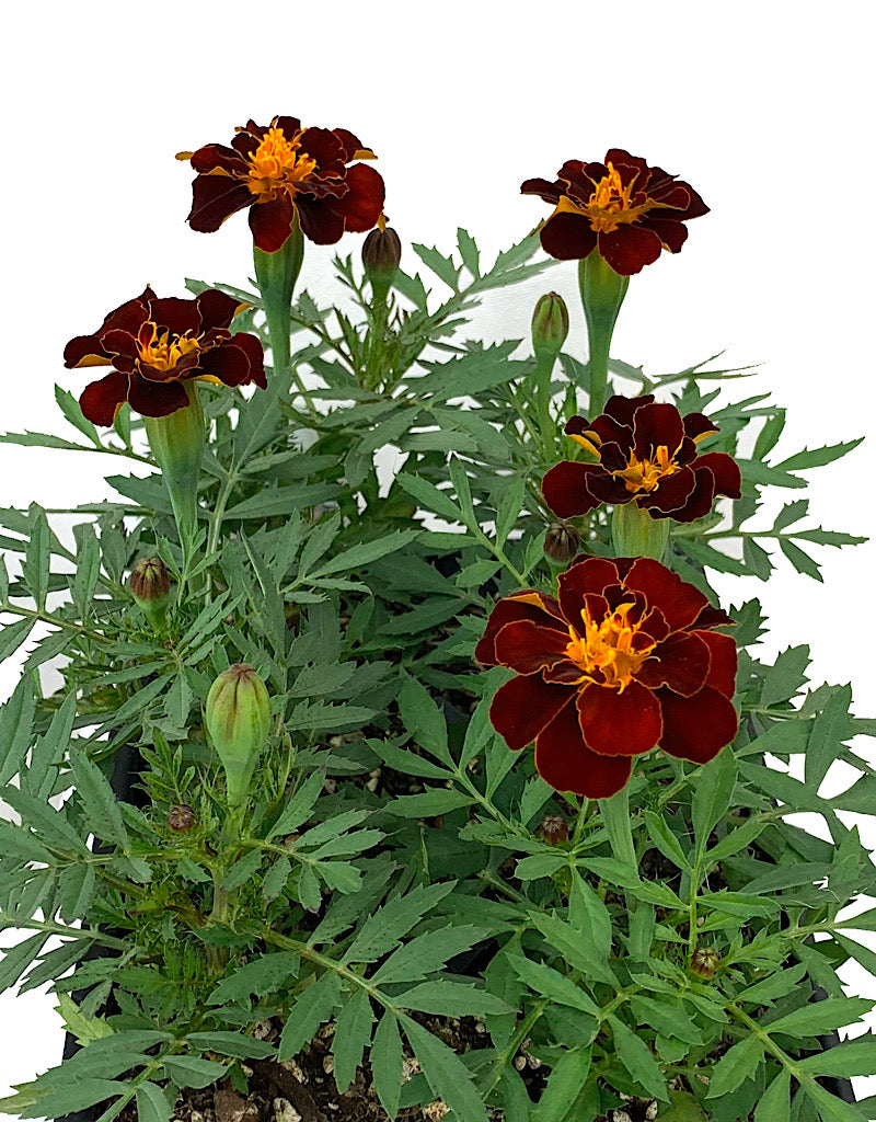 Marigold 'Safari Red'  Jumbo Traypack