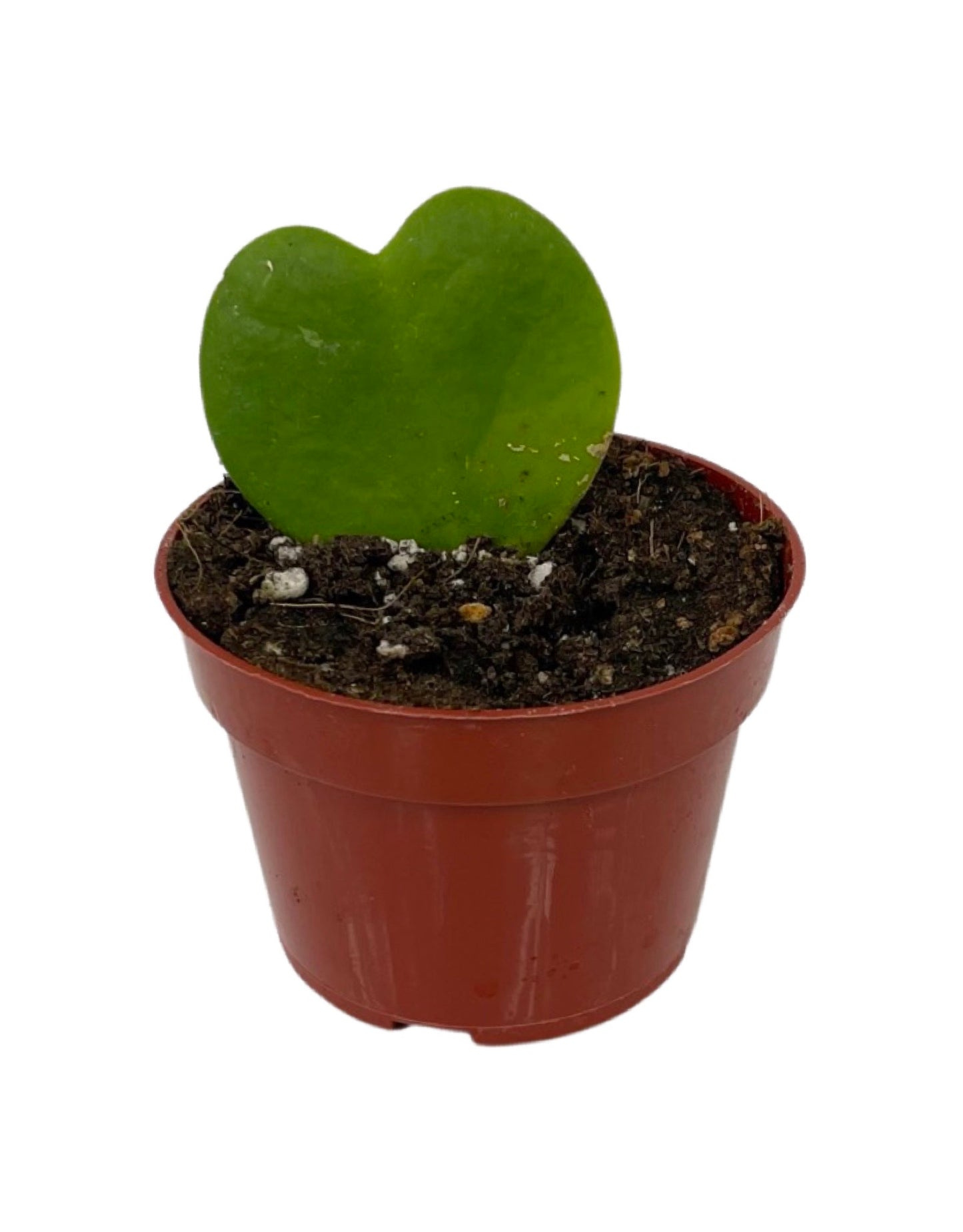 Hoya kerrii