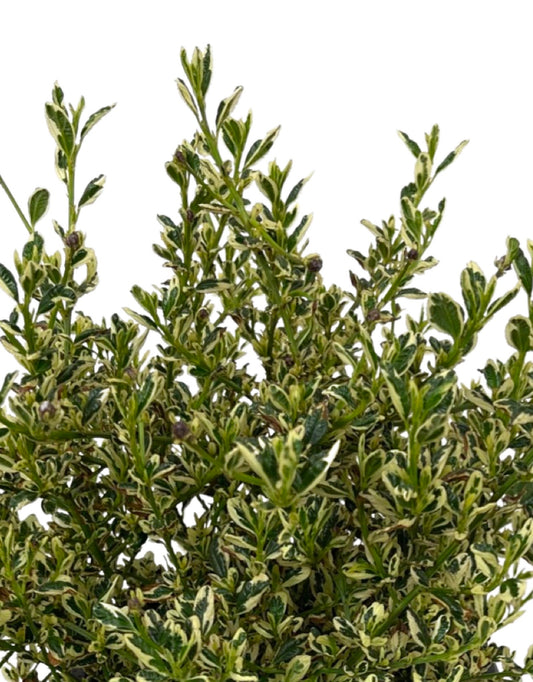 Ceanothus 'Cool Blue'