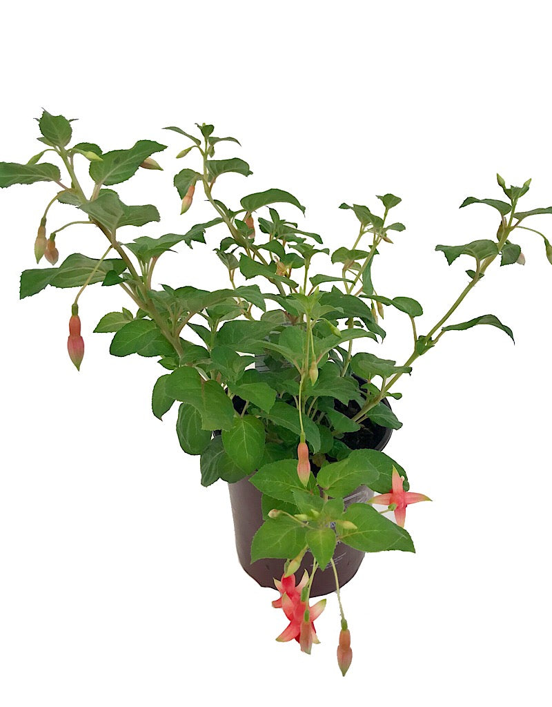 Fuchsia 'Chang' - 1 gal