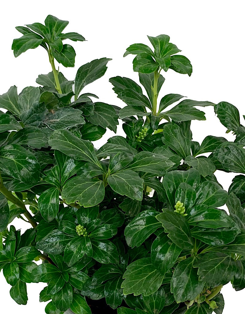 Pachysandra terminalis 'Green Sheen'  1 Gal