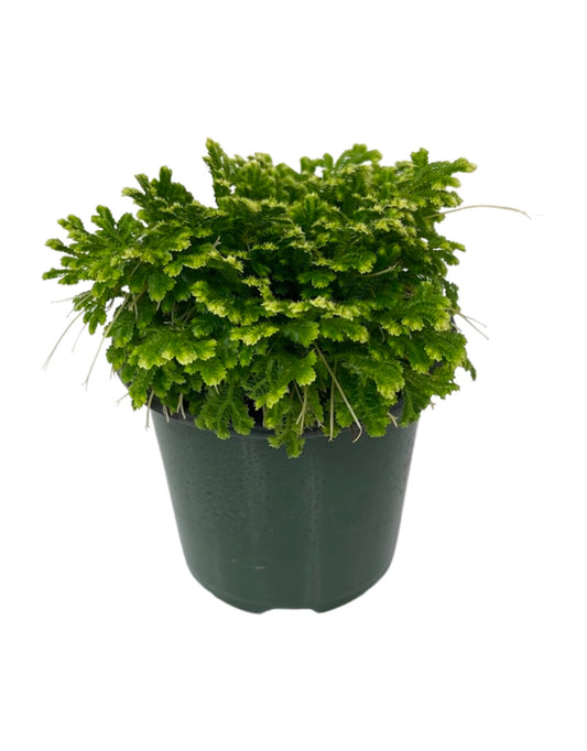 Selaginella tamariscina 4 Inch - The Garden Corner