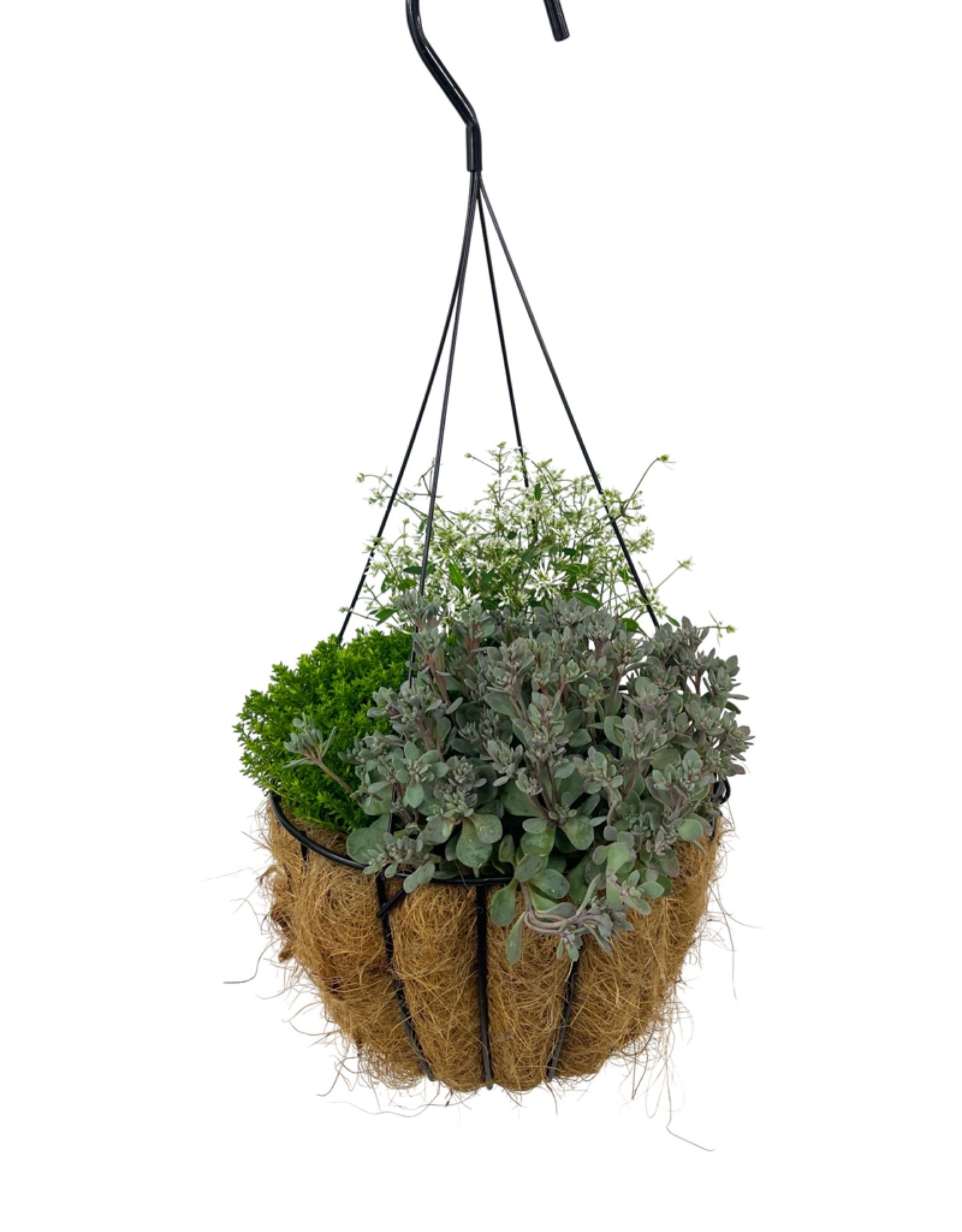 Hanging Garden 5