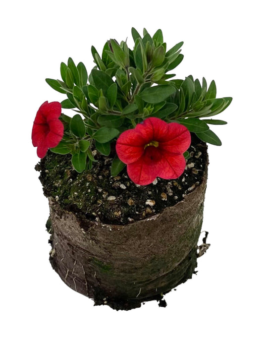 Calibrachoa 'Conga Red Improved'