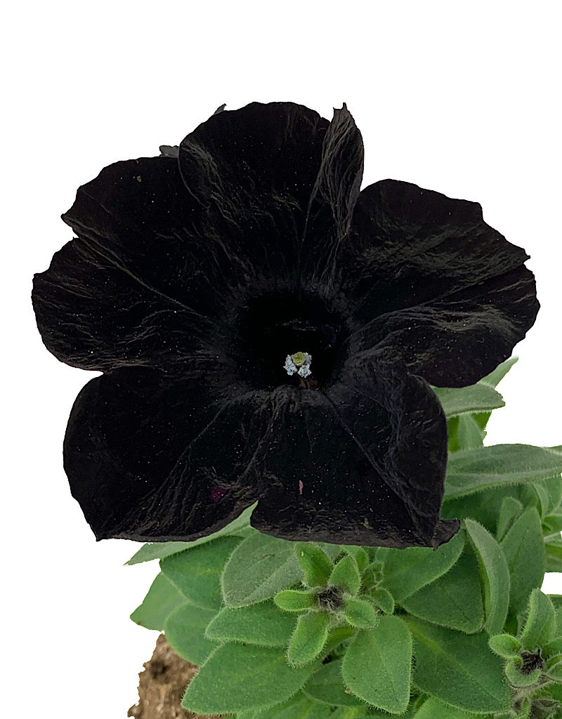 Petunia 'Crazytunia Black Mamba'