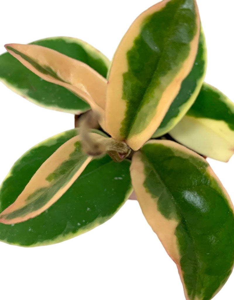 Hoya carnosa 'Krimson Queen'