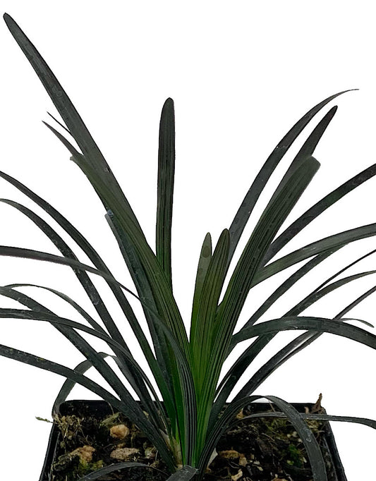 Ophiopogon planiscapus 'Nigrescens'