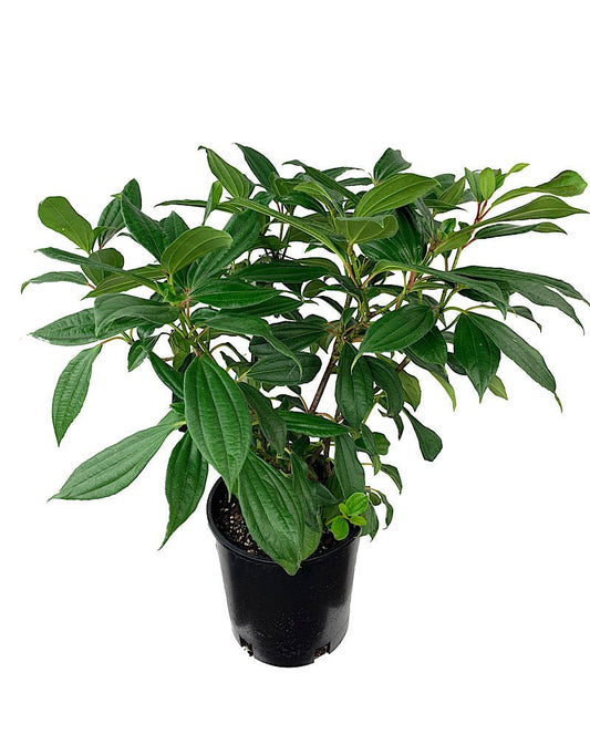 Viburnum 'Davidii' 2 Gallon - The Garden Corner