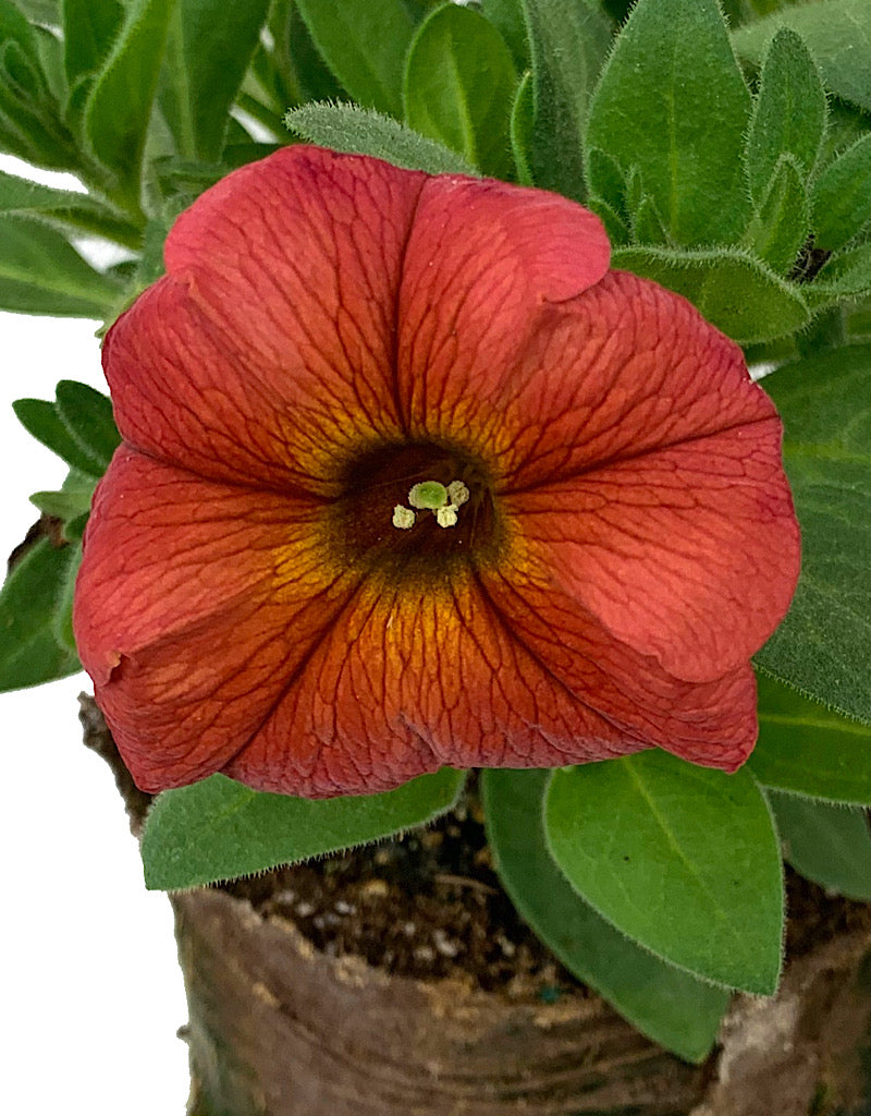 Petchoa 'Supercal Premium Cinnamon'