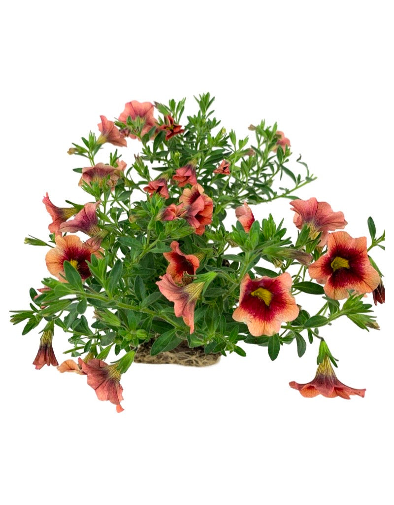 Calibrachoa 'Hula Orange'