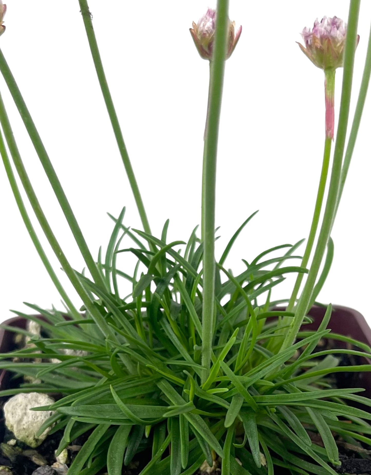 Armeria maritima 'Dusseldorf'