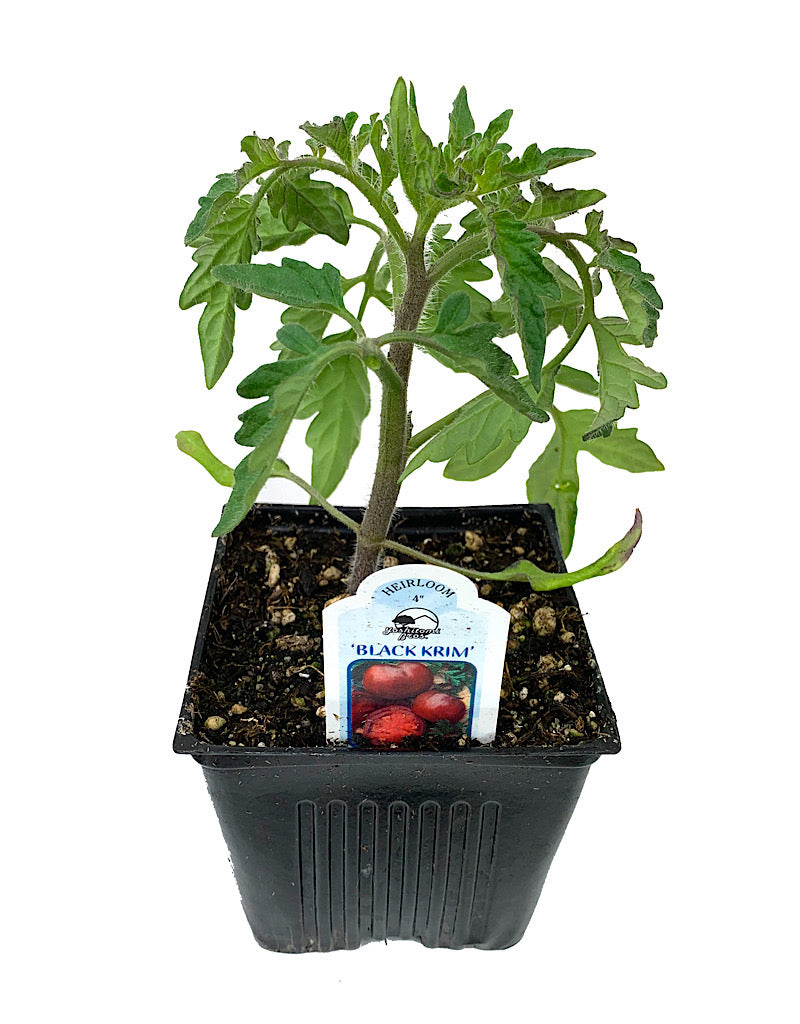 Tomato 'Black Krim'