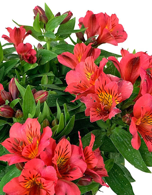 Alstroemeria 'Zaprielia' 2 Gallon - The Garden Corner